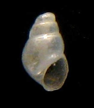 Odostomia scalaris? Tarifa ariva